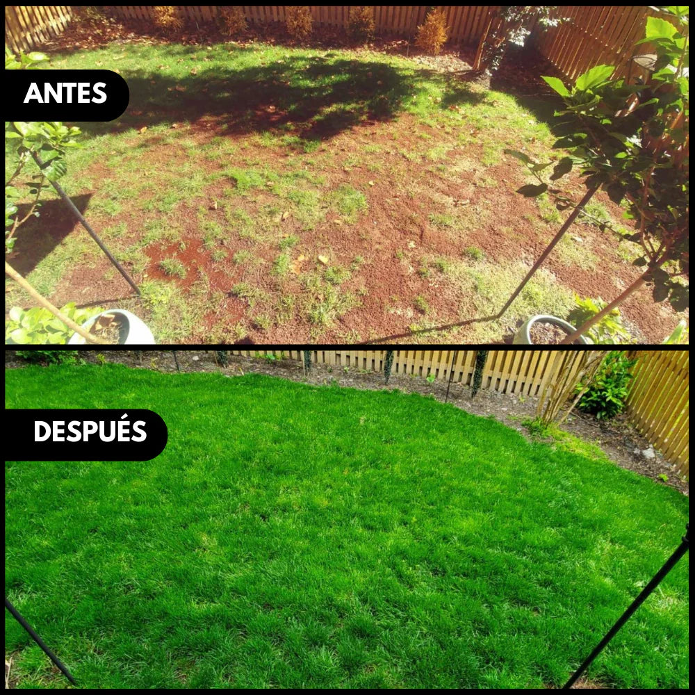 Semillas de Césped Ryegrass Perenne de Rápido Crecimiento