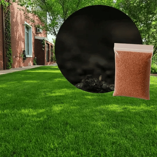 Semillas de Césped Ryegrass Perenne de Rápido Crecimiento