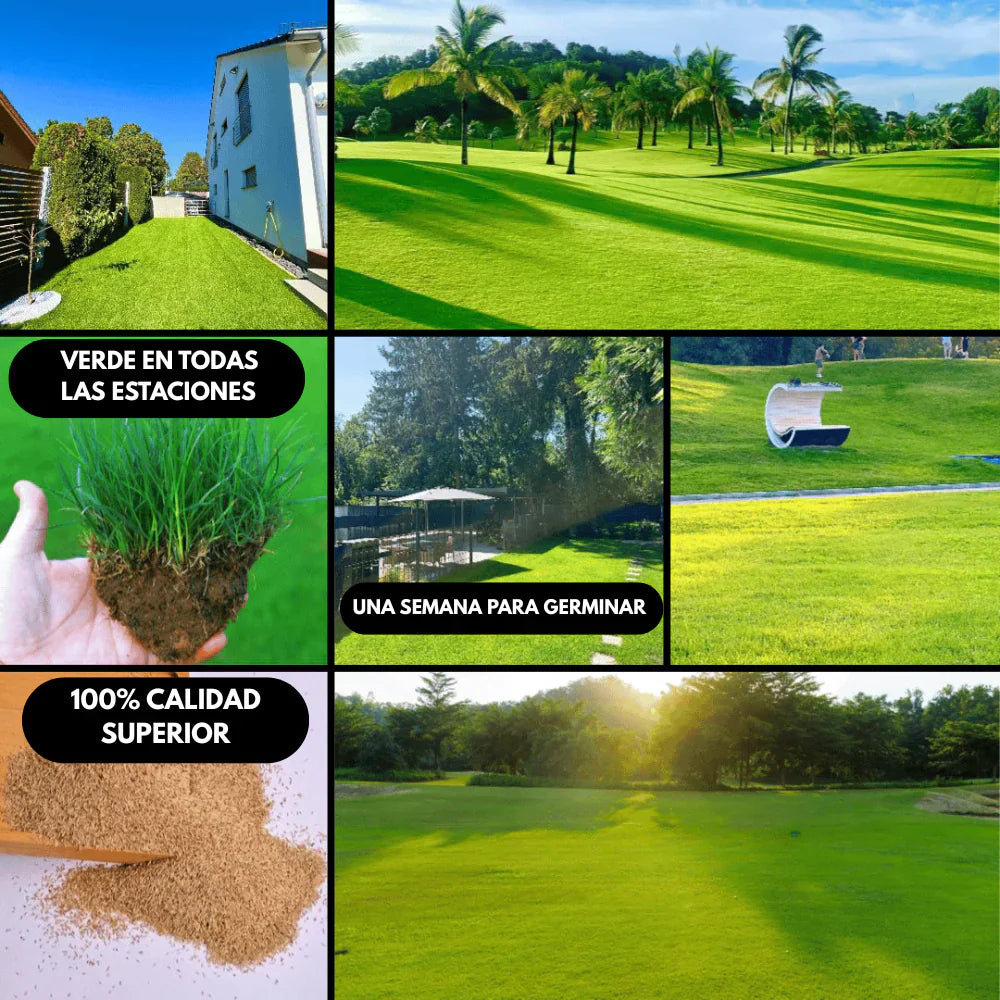 Semillas de Césped Ryegrass Perenne de Rápido Crecimiento