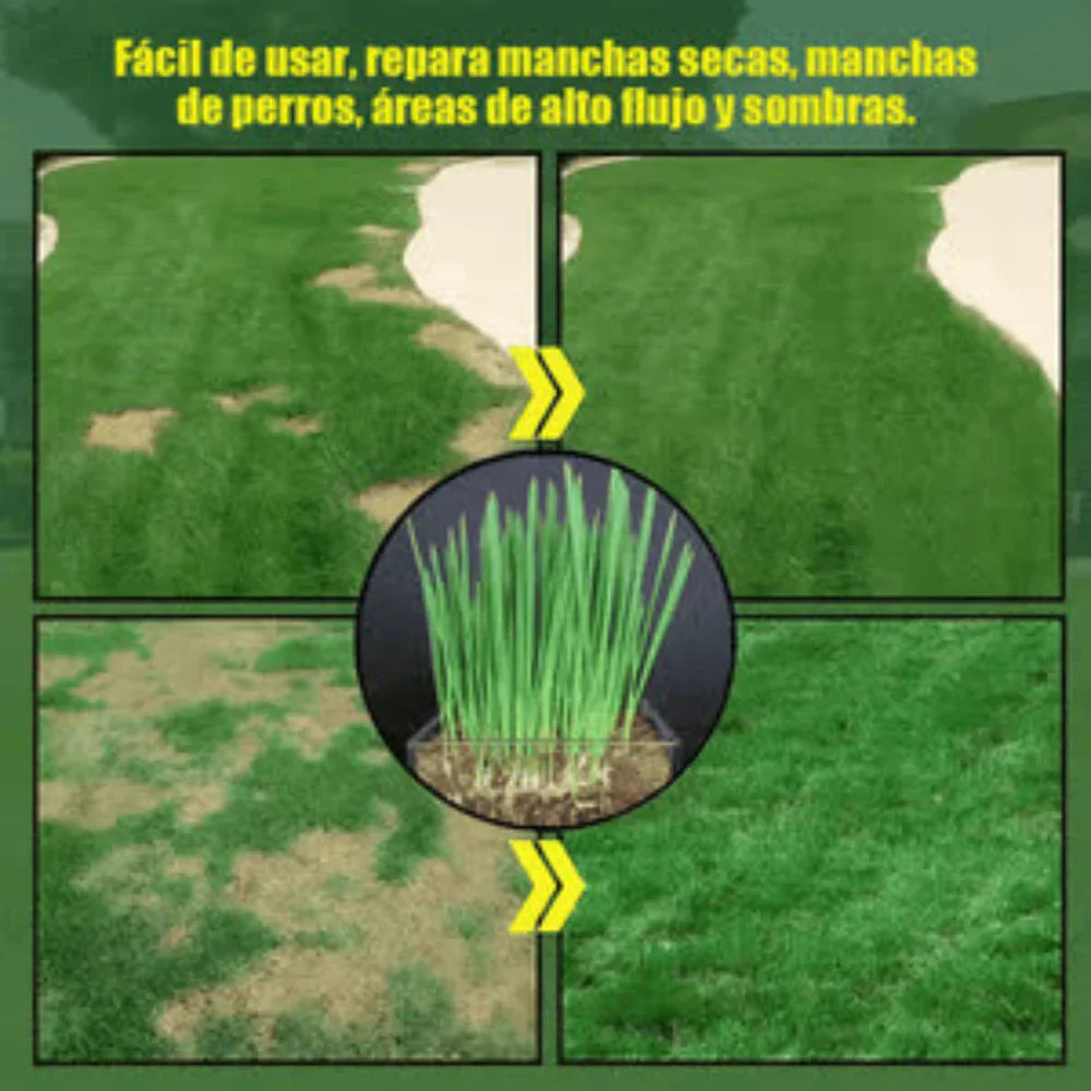 Semillas de Césped Ryegrass Perenne de Rápido Crecimiento