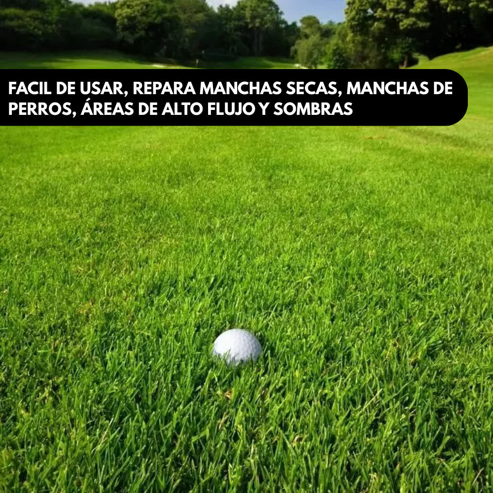Semillas de Césped Ryegrass Perenne de Rápido Crecimiento