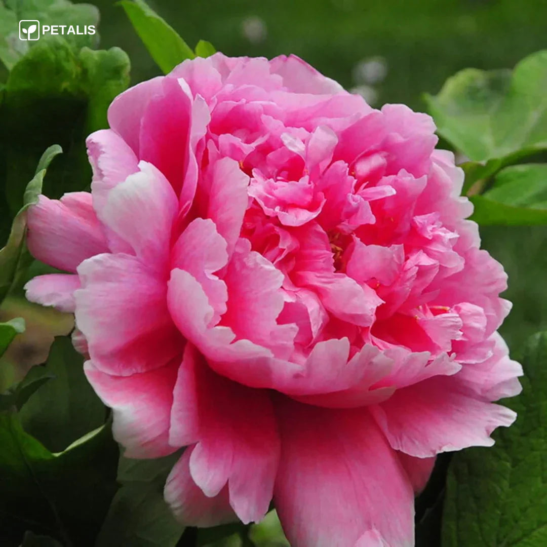 SEMILLAS ORGÁNICAS FLORALES DE EUSTOMA - PETALIS™ (400 SEMILLAS)